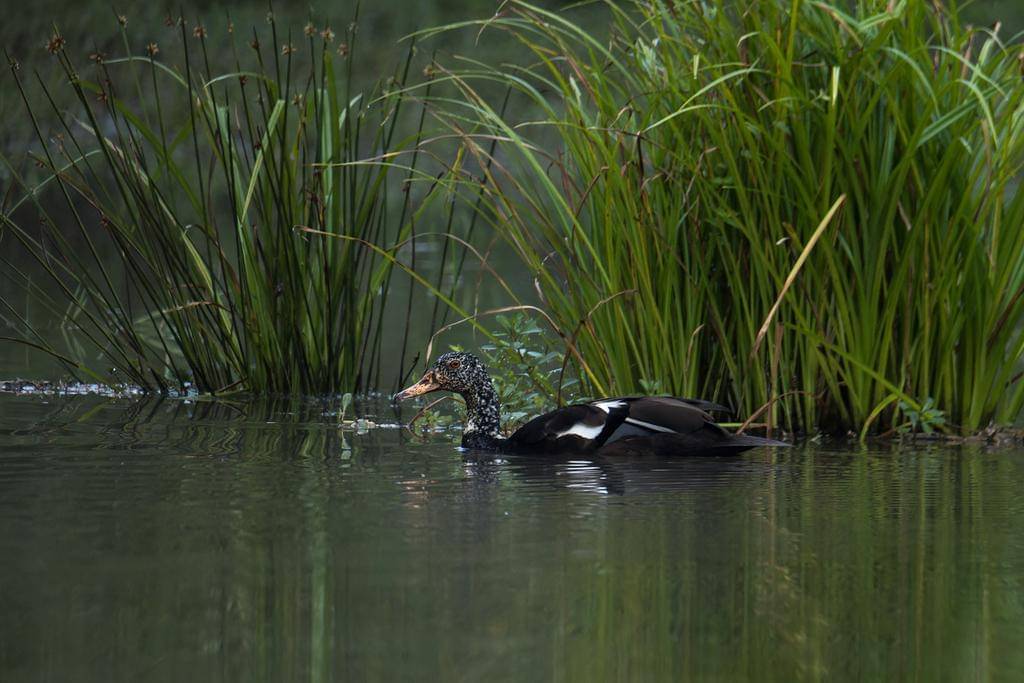 foto Asarcornis scutulata 