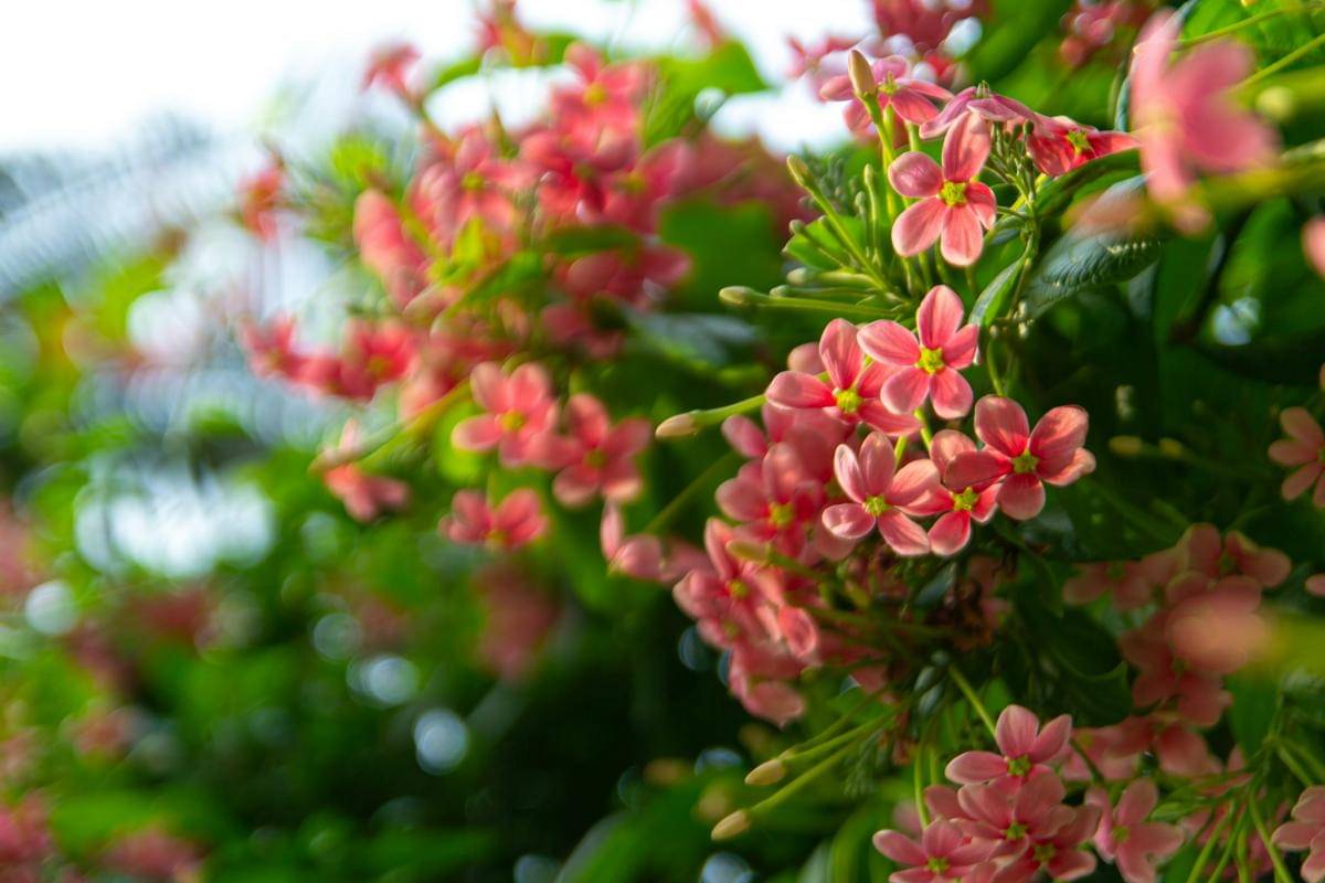 ilustrasi tanaman rangoon creeper