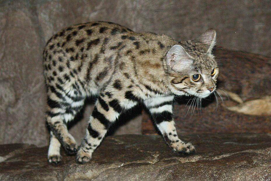 kucing berkaki hitam mengendap-endap