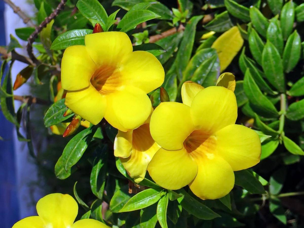 ilustrasi tanaman allamanda 