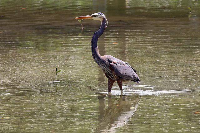 potret burung great blue heron 