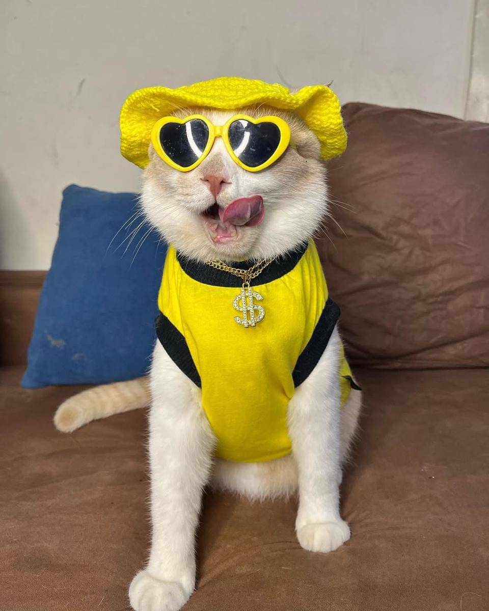 Pororo si kucing viral (instagram.com/lxx_pororo)