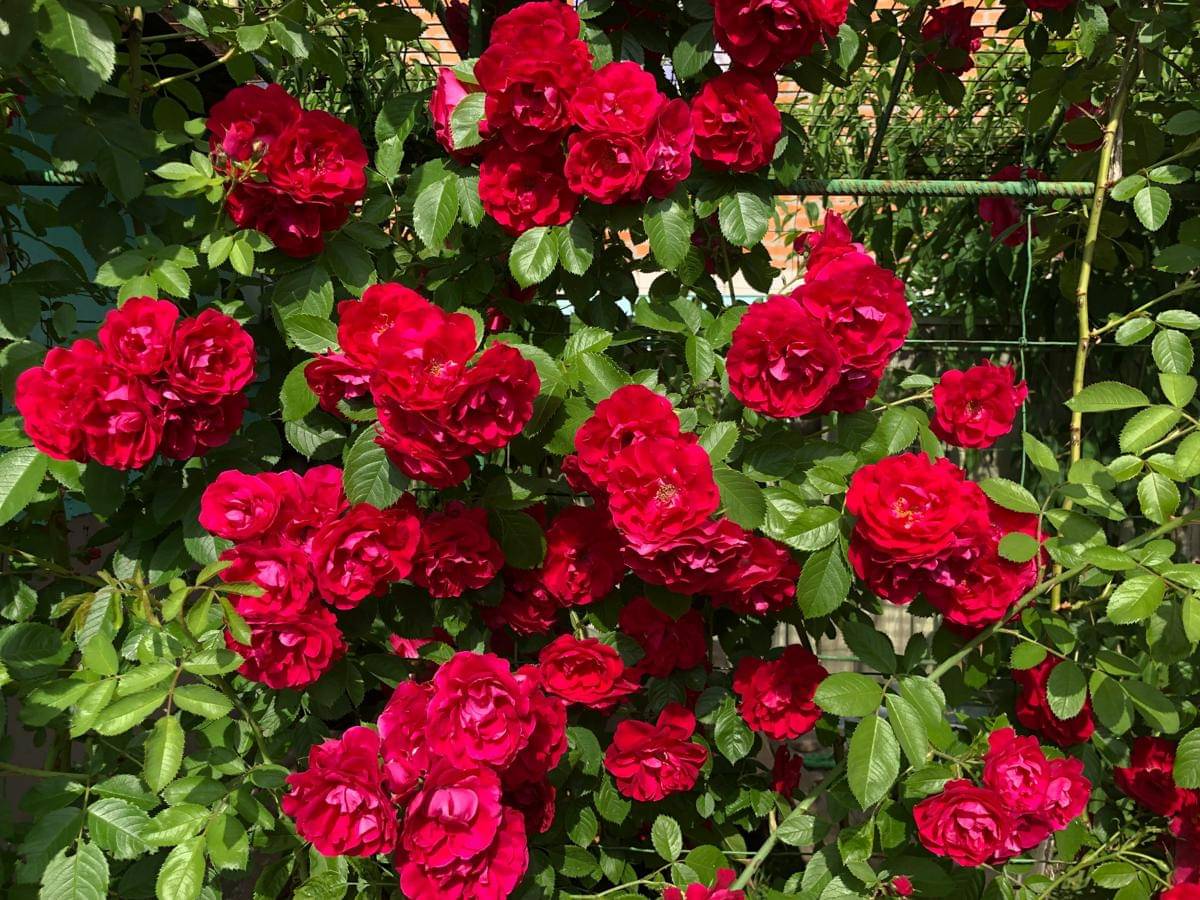 ilustrasi tanaman mawar rambat