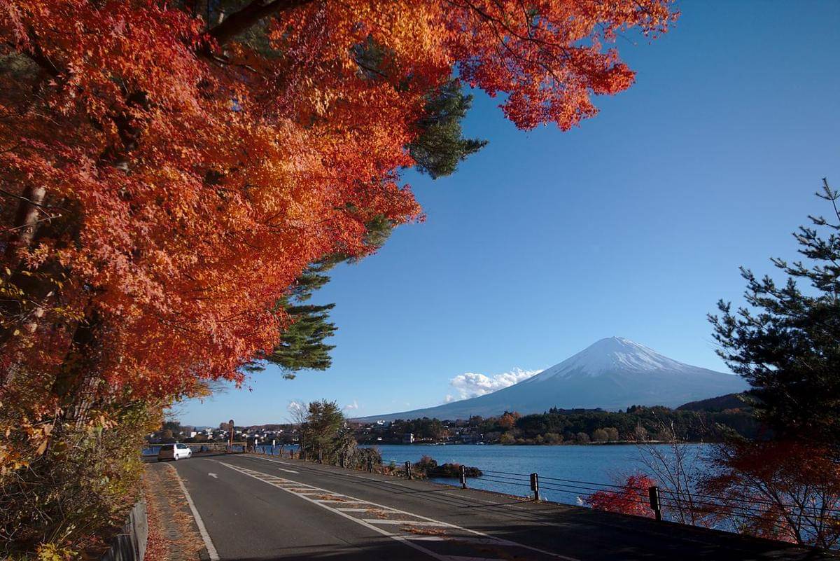 Momiji Tunnel 