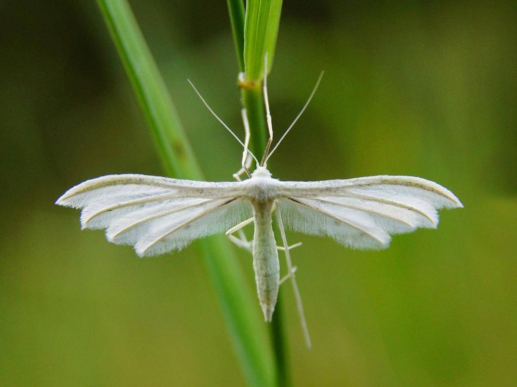 Pterophorus pentadactyla