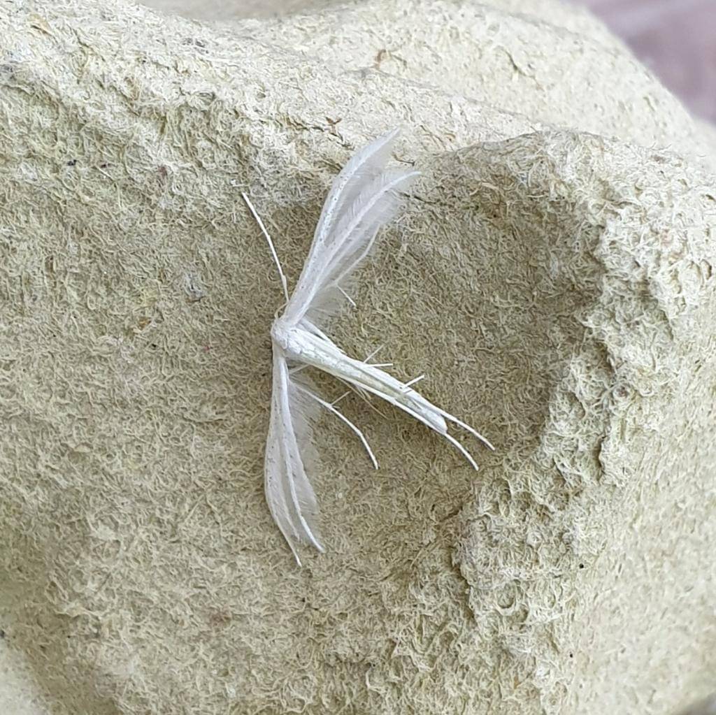 Pterophorus pentadactyla