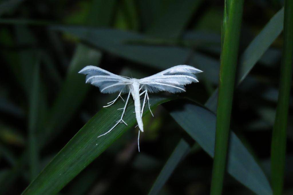 Pterophorus pentadactyla