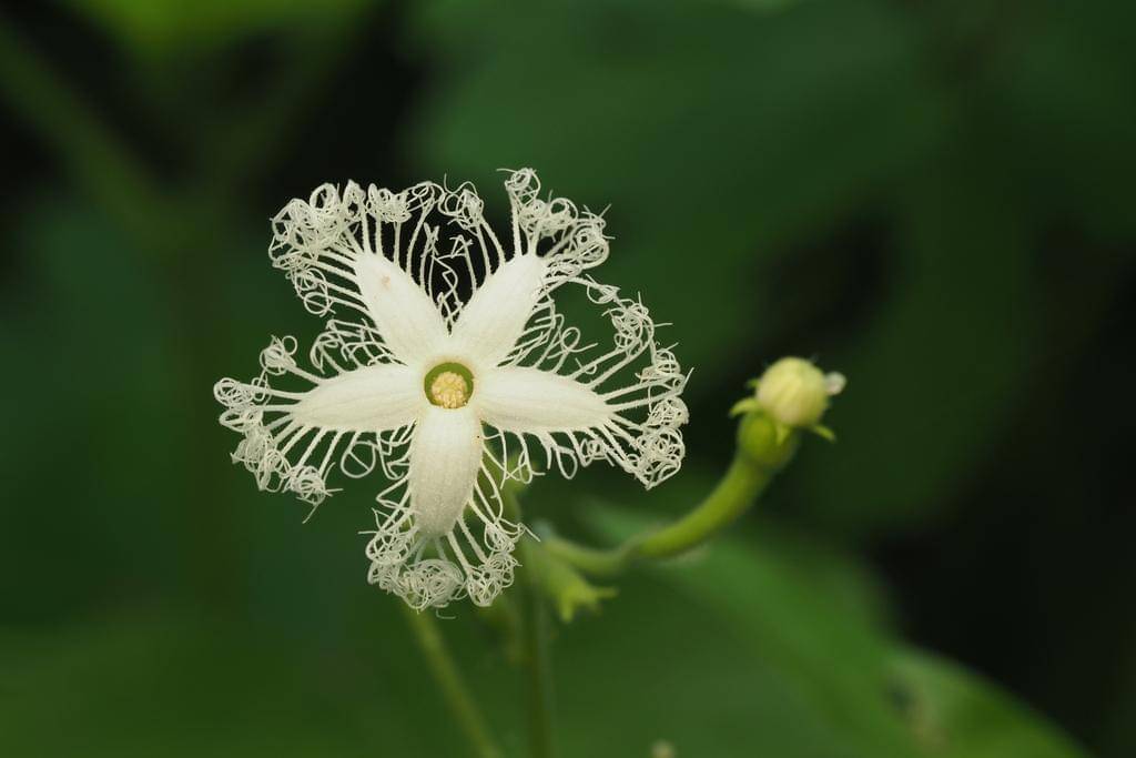 Trichosanthes cucumerina