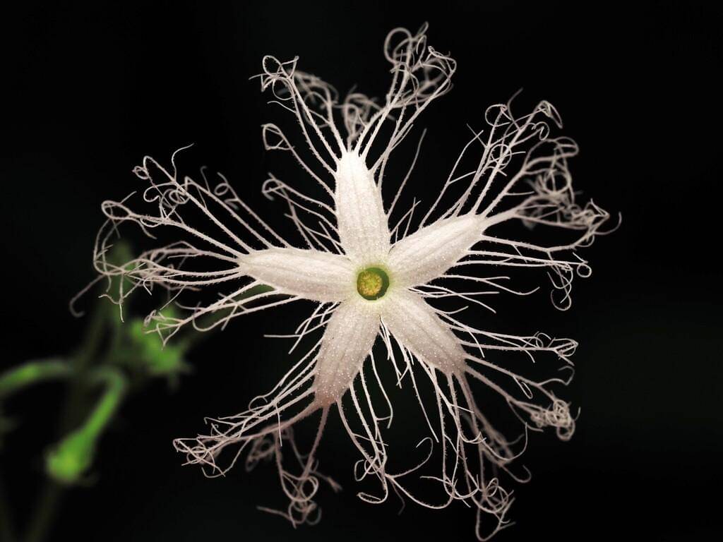 Trichosanthes cucumerina