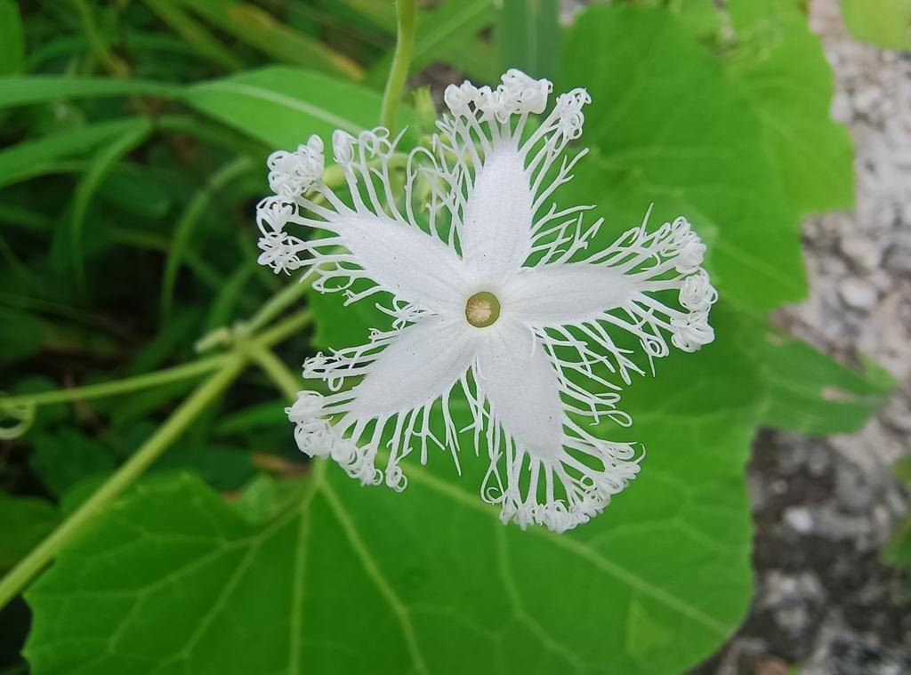 Trichosanthes cucumerina