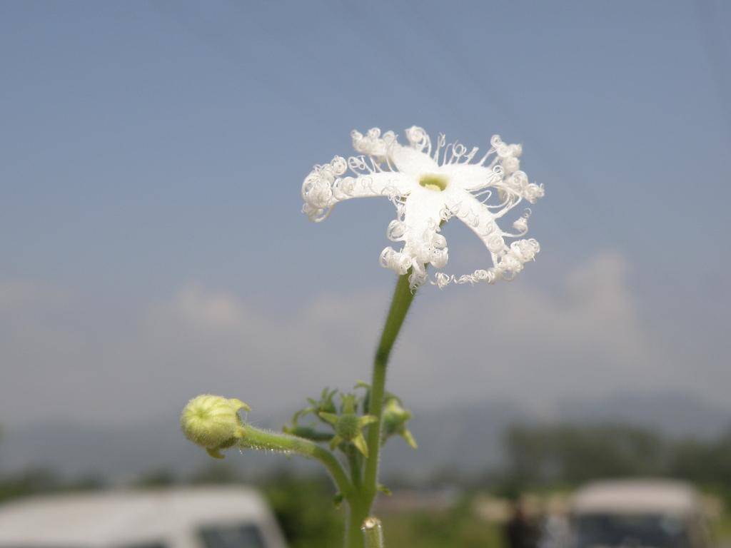 Trichosanthes cucumerina