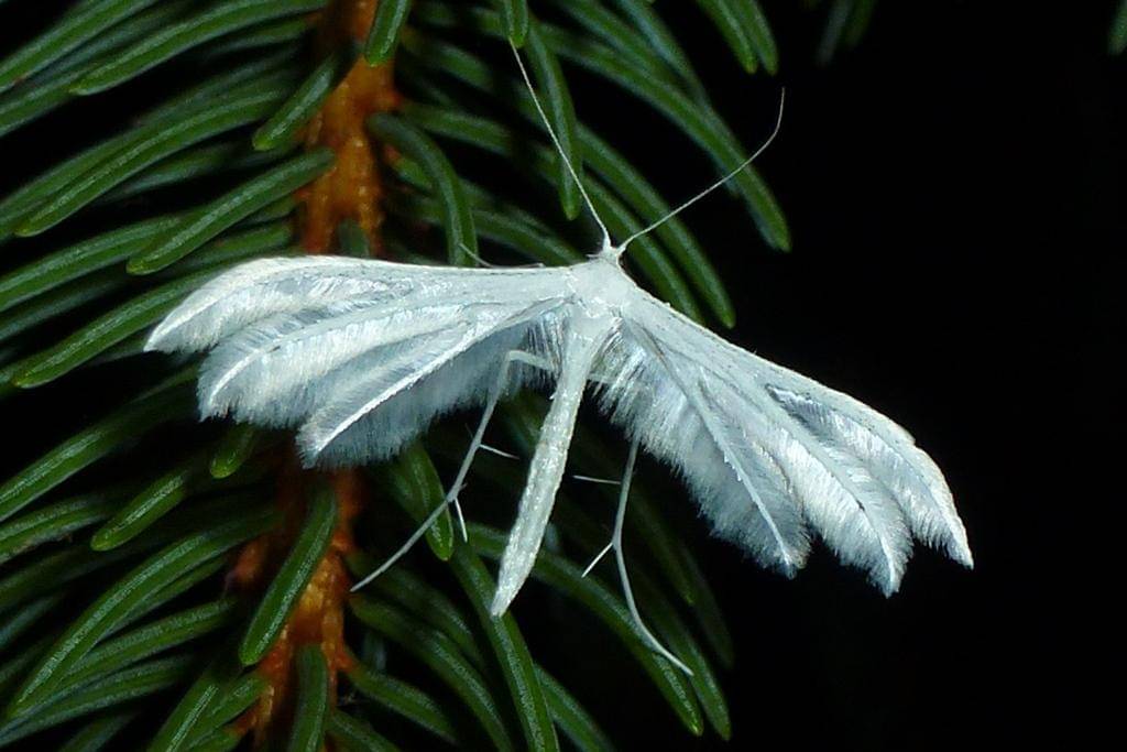 Pterophorus pentadactyla