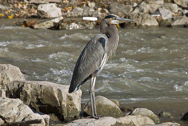 potret burung great blue heron