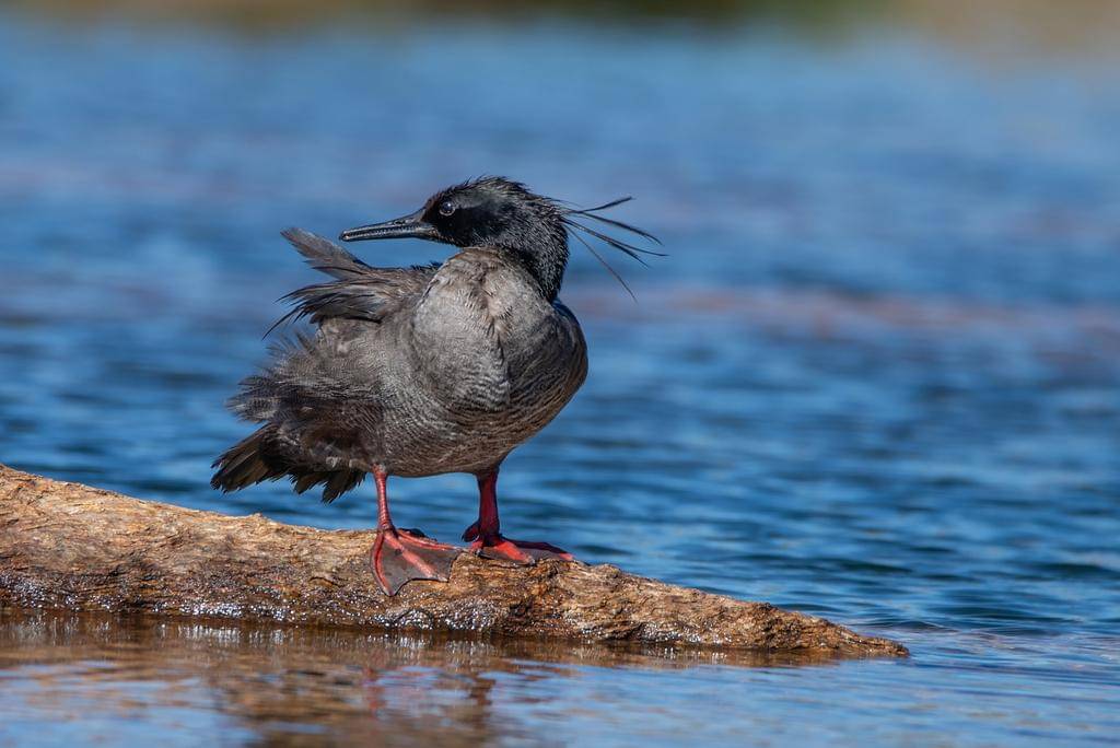 foto Mergus octosetaceus