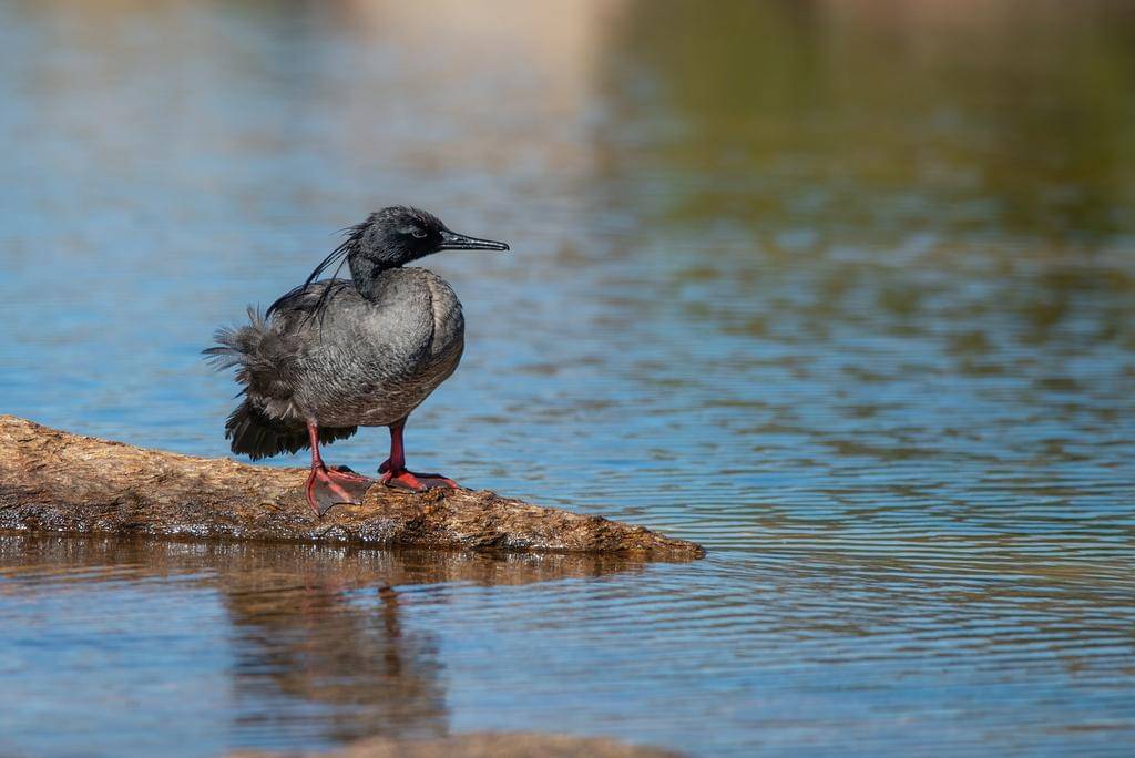 foto Mergus octosetaceus