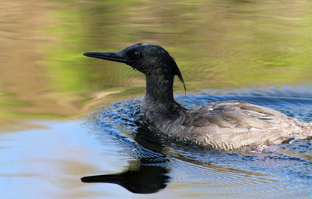 foto Mergus octosetaceus