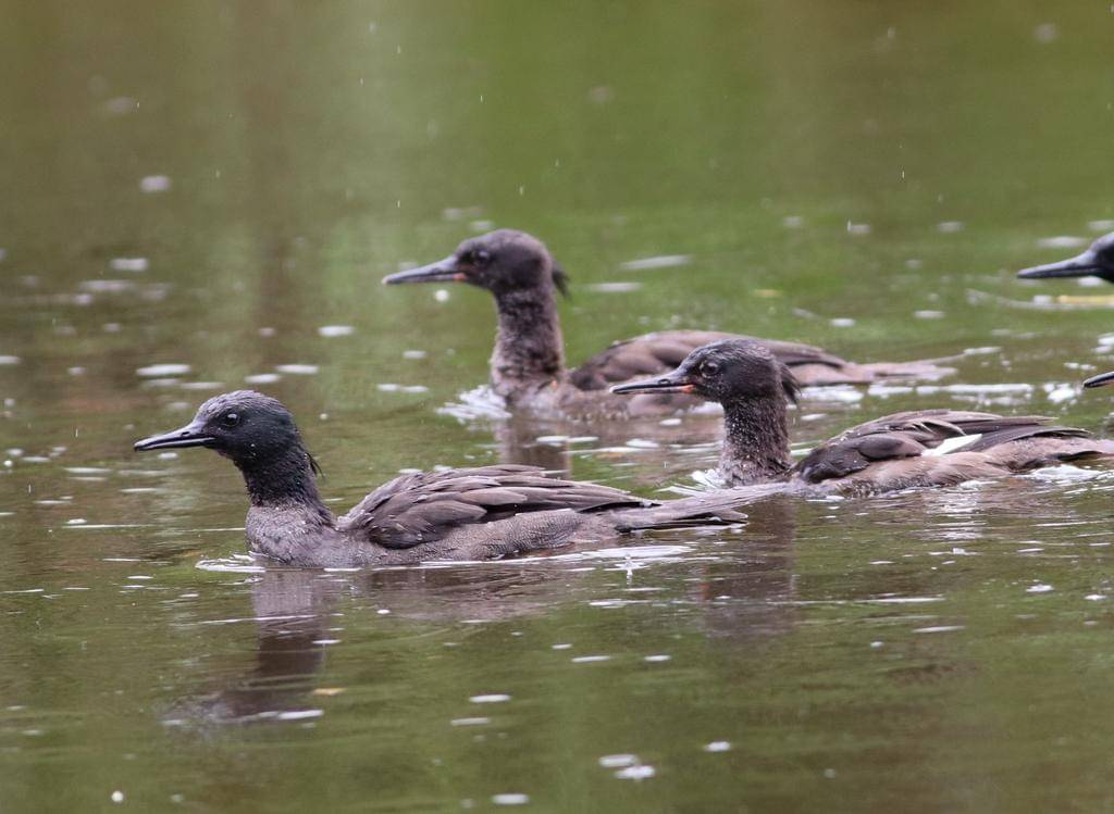 foto kawanan Mergus octosetaceus