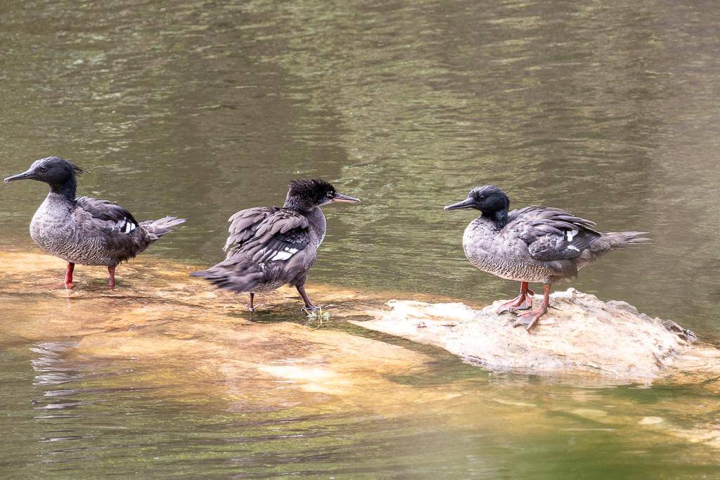 foto Mergus octosetaceus