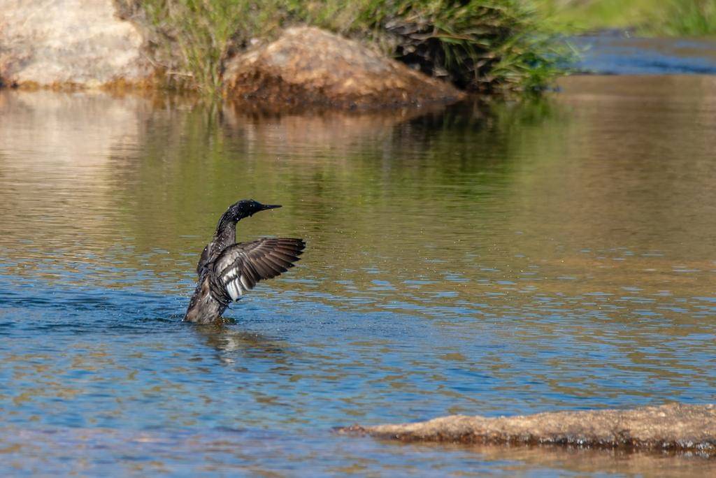 foto Mergus octosetaceus