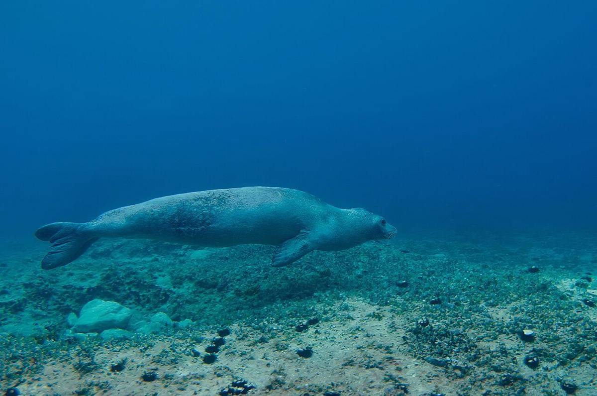 mediterranean monk seal