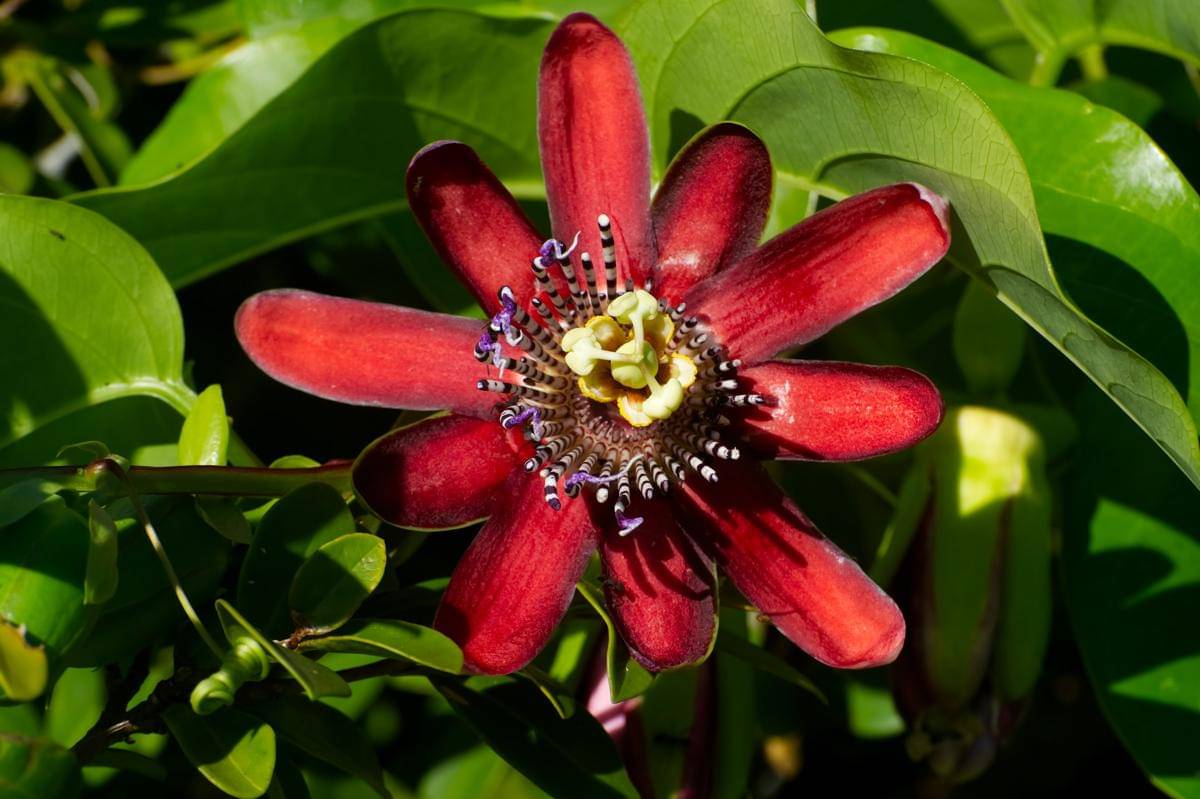 ilustrasi passion flower