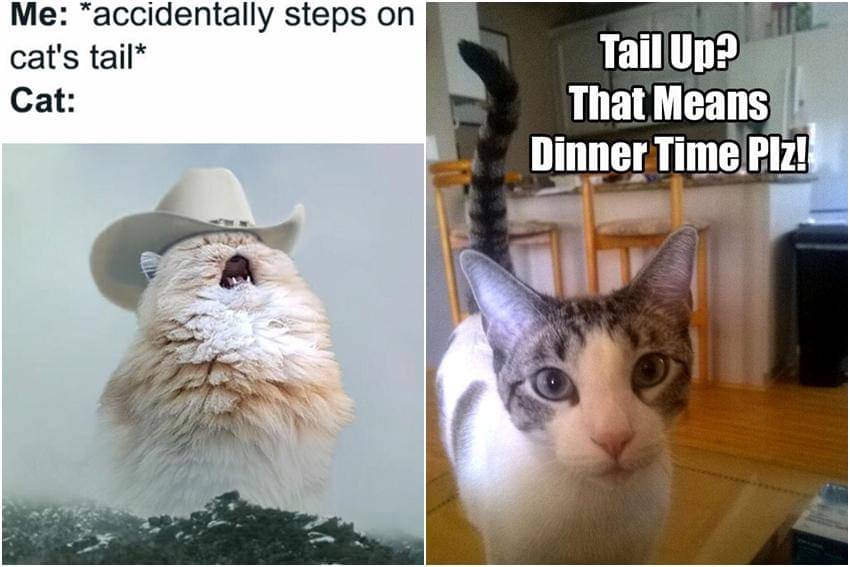 kolase meme ekor kucing