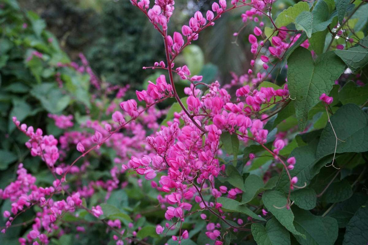 ilustrasi tanaman air mata pengantin 