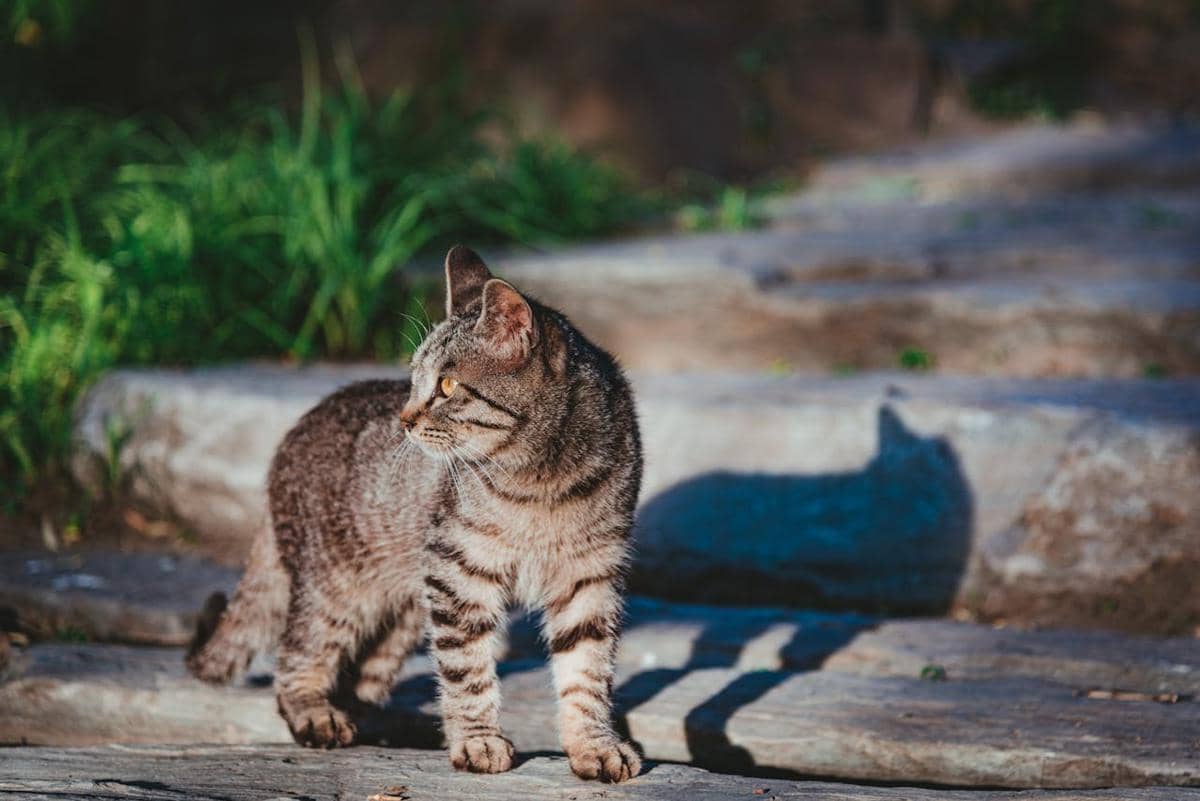 ilustrasi seekor kucing