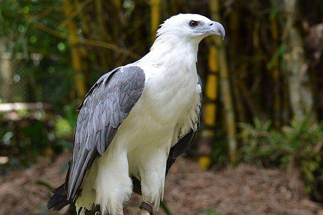 potret burung white bellied sea eagle