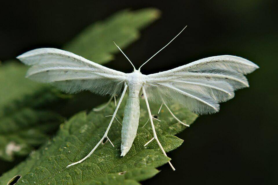 Poland Pterophorus pentadactyla dorsal