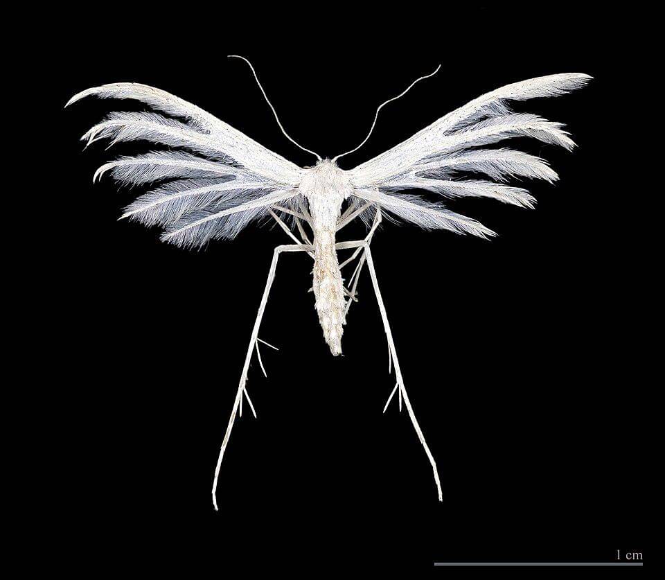 White Plume Moth 