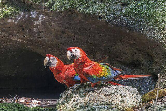 potret burung scarlet macaw 