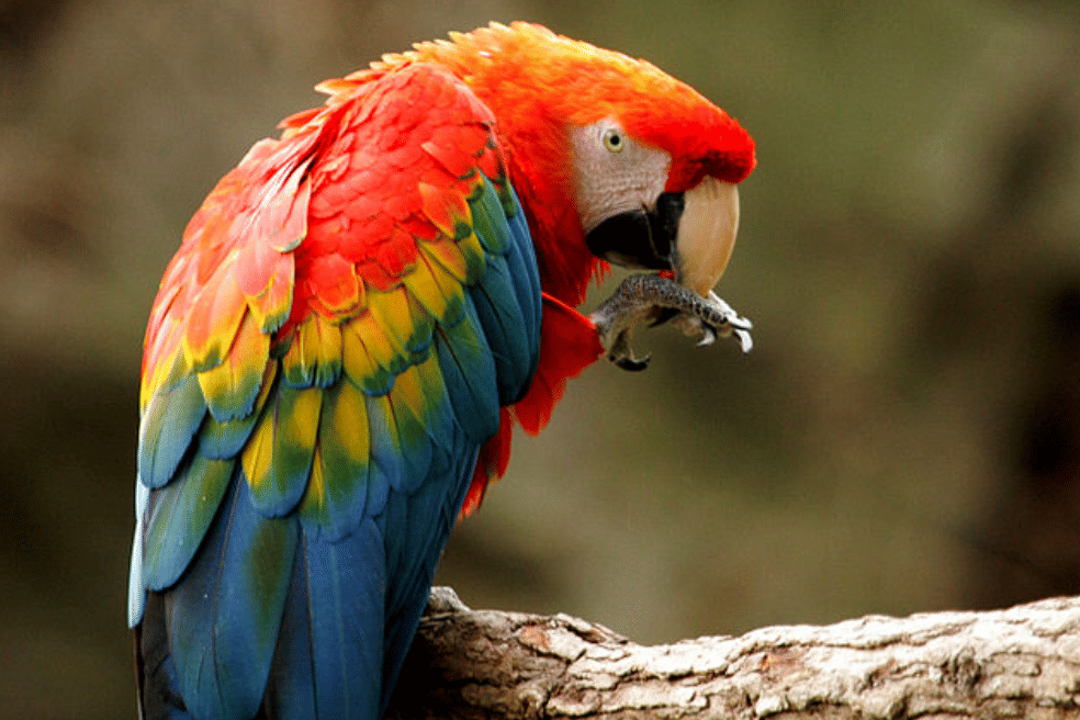 potret burung scarlet macaw