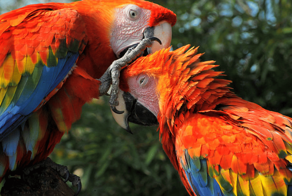 potret burung scarlet macaw