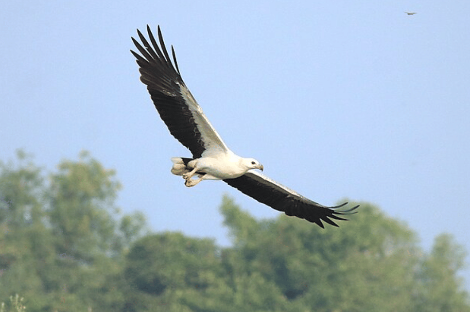 potret burung white bellied sea eagle