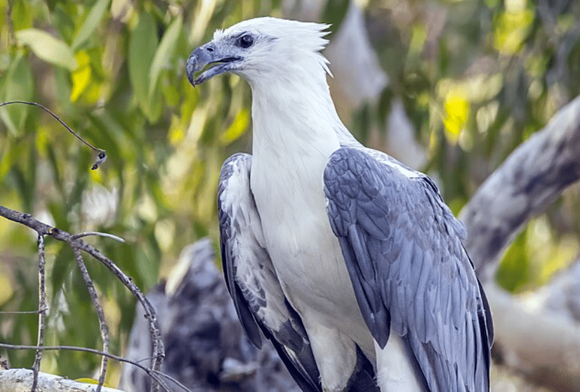 potret burung white bellied sea eagle