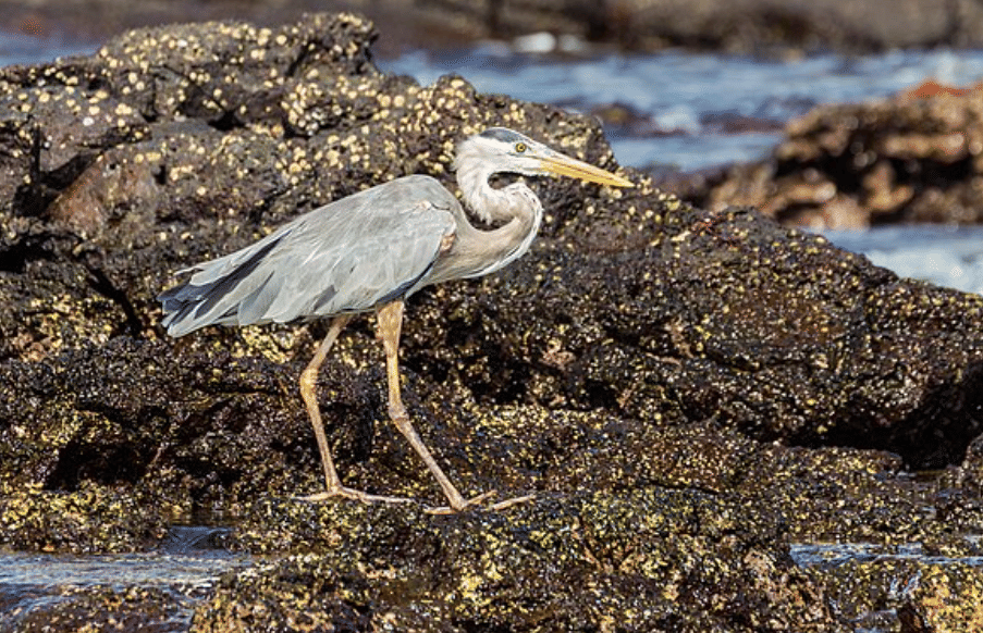 potret burung great blue heron
