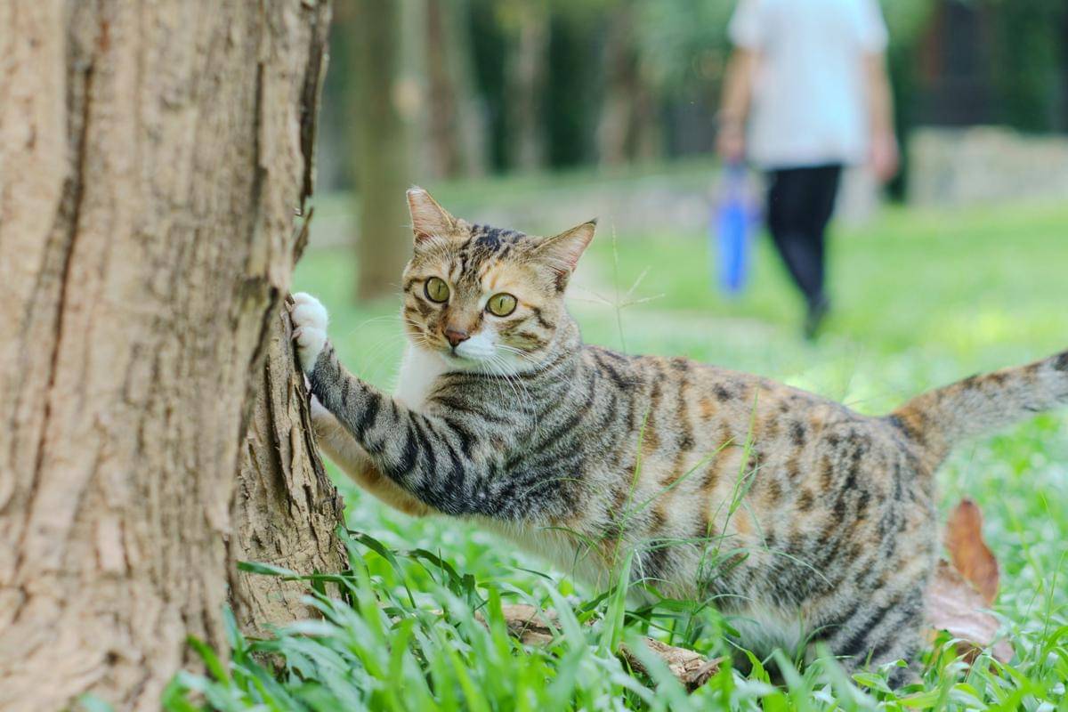 ilustrasi seekor kucing