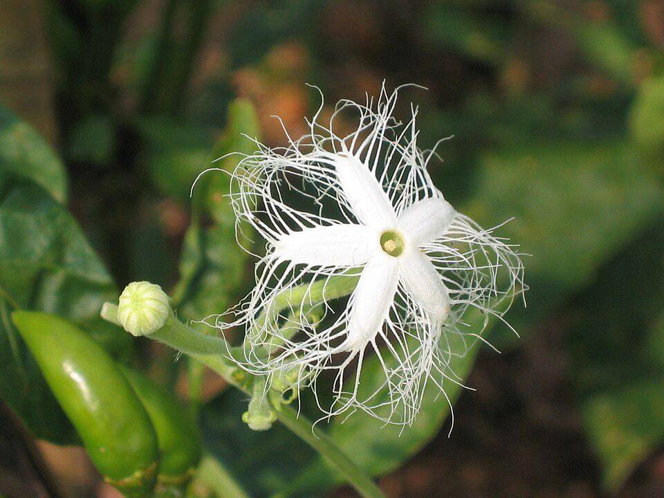 蛇瓜 Trichosanthes anguina -深圳園博園 Shenzhen Expo Garden, China