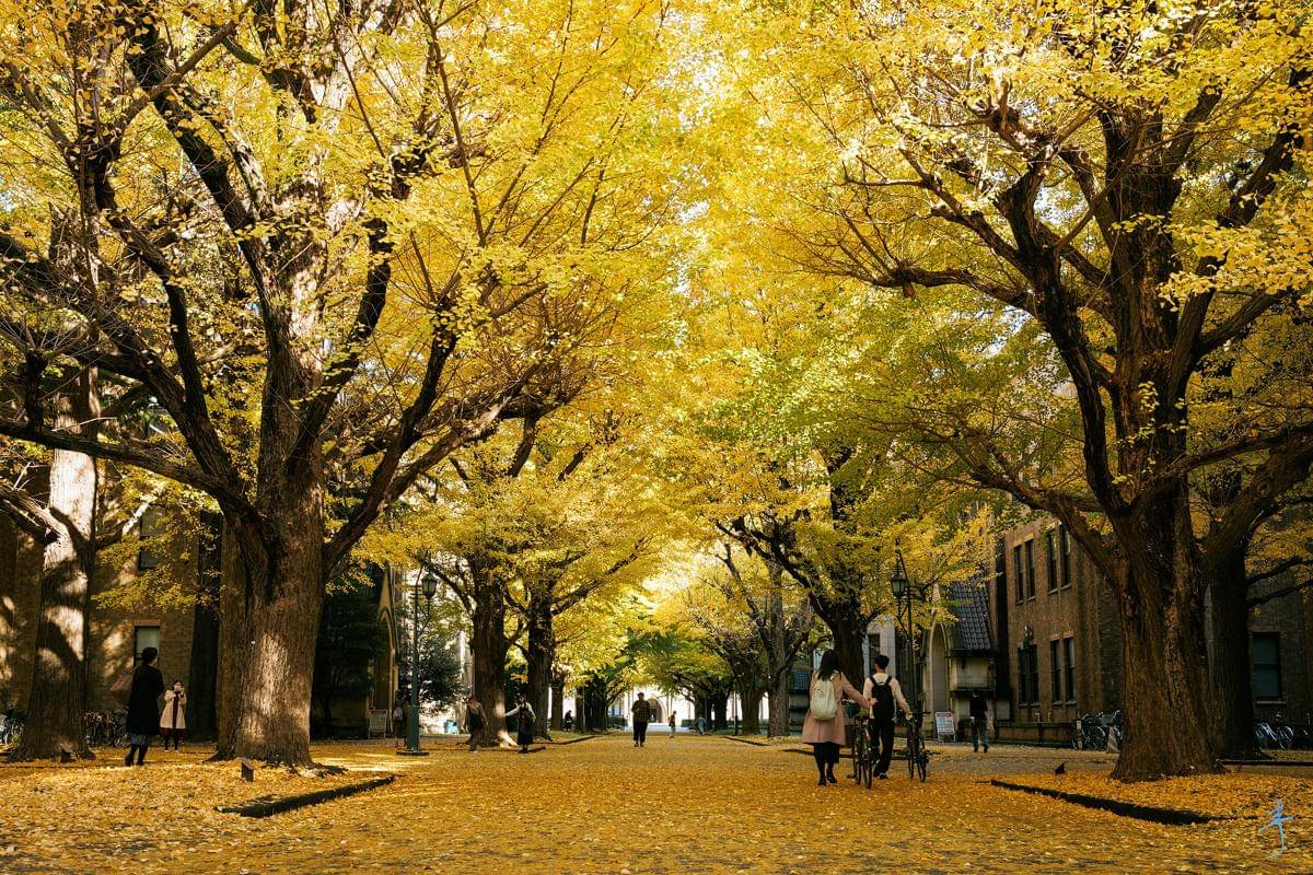 University of Tokyo