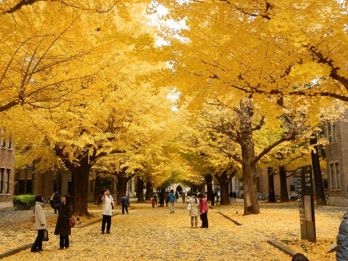 spot terbaik untuk menikmati daun musim gugur di Jepang