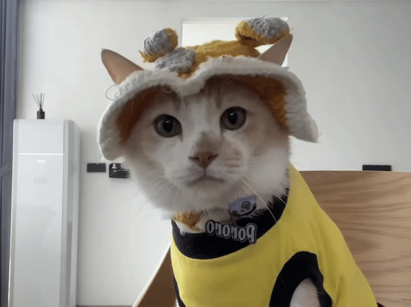 Pororo si kucing viral (instagram.com/lxx_pororo)