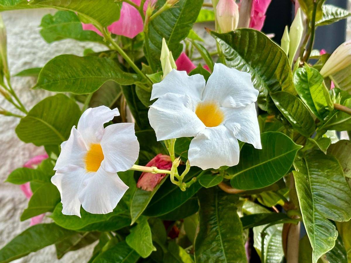 ilustrasi tanaman mandevilla