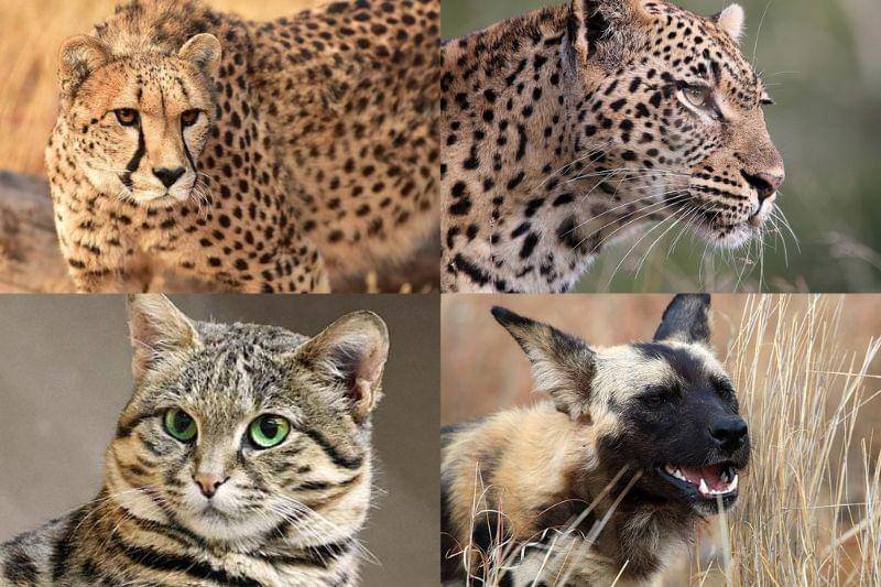 potret citah, macan tutul afrika, anjing liar afrika, dan kucing berkaki hitam