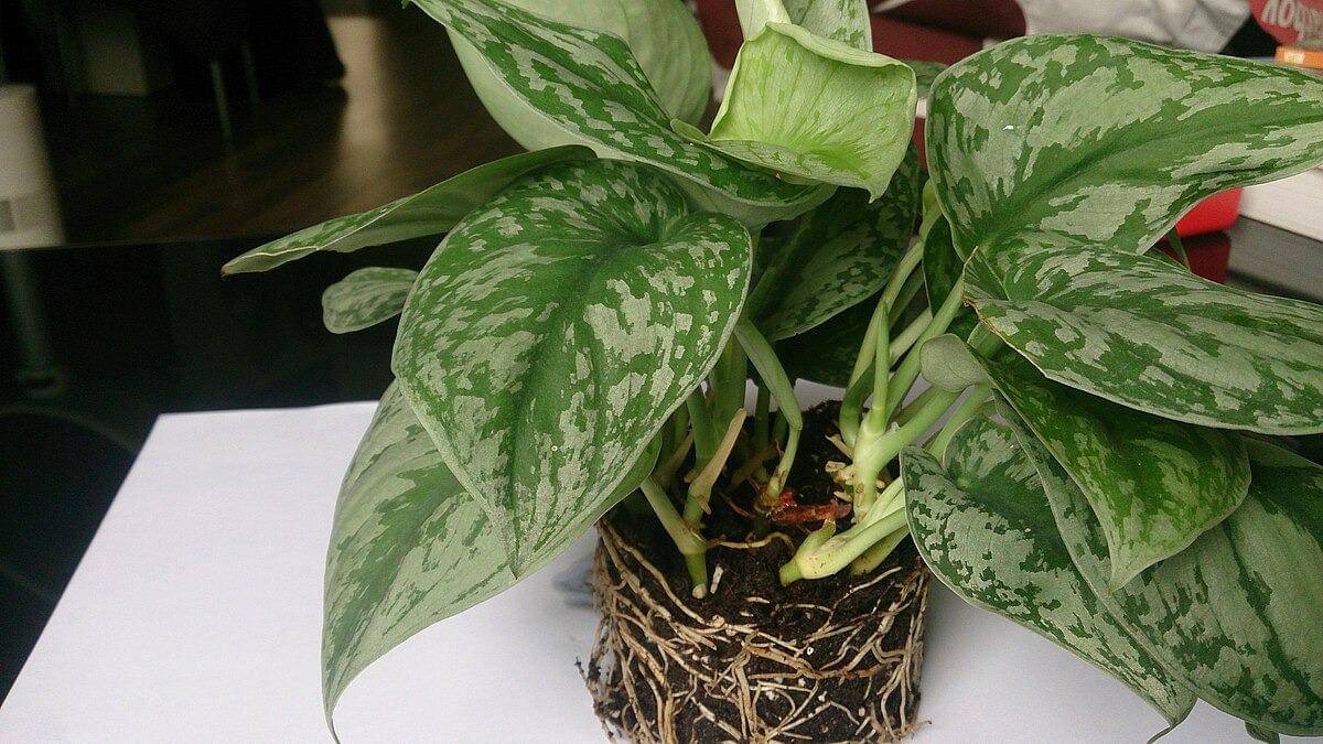 Sirih Gading (Mokkie, CC BY-SA 4.0, via Wikimedia Commons)