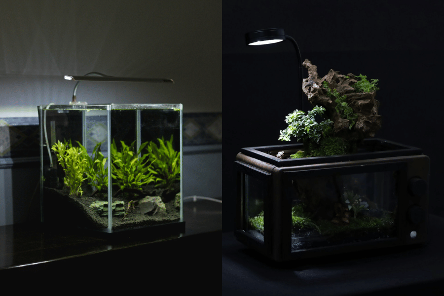 Aquascape untuk ikan koki