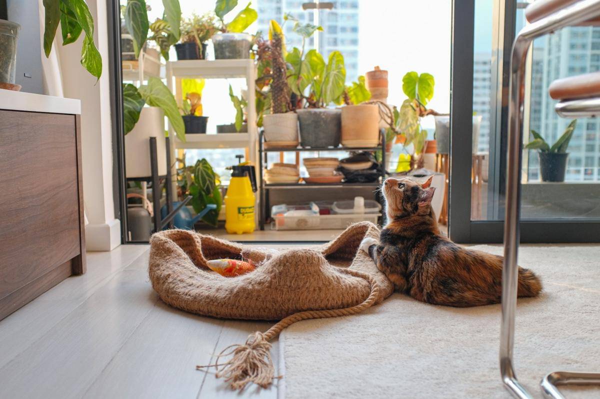 Ide Dekorasi Rumah Ramah Kucing