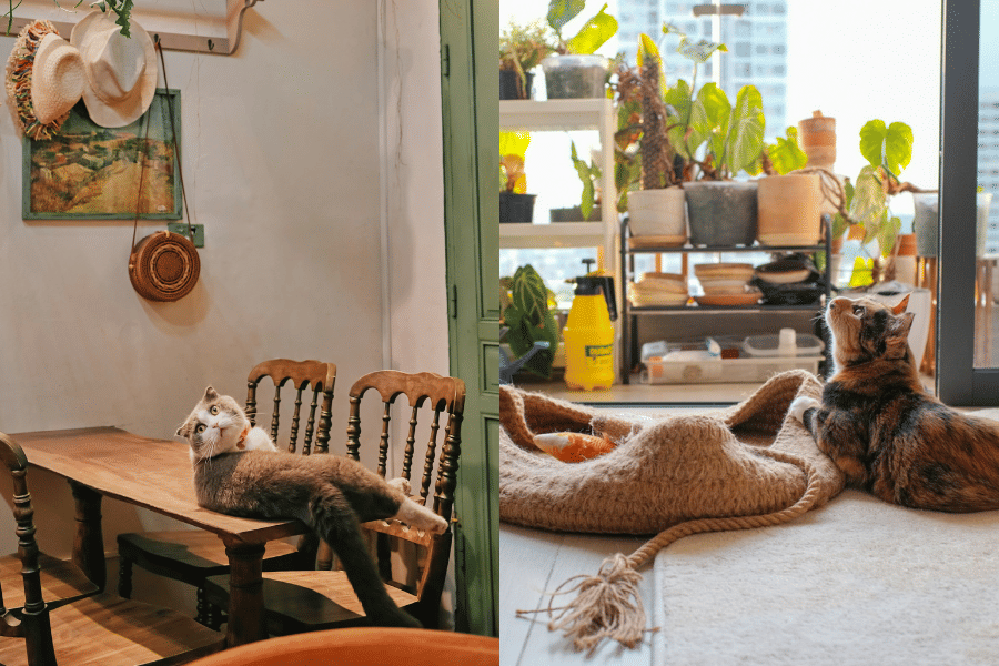 Ide Dekorasi Rumah Ramah Kucing