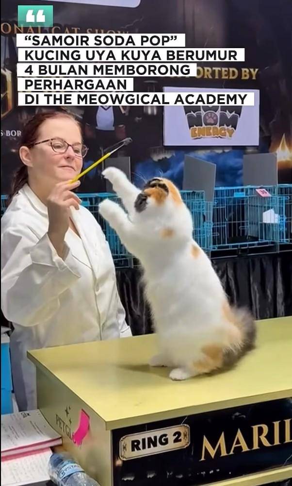 Uya Kuya ikut kejuaraan kucing