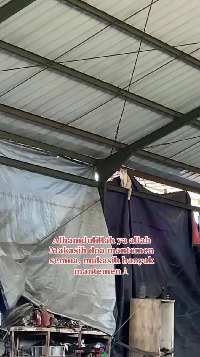 Pororo si kucing viral (instagram.com/lxx_pororo)